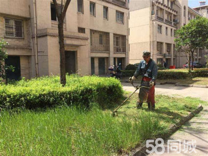专业园林绿化庭院别墅工厂小区,医院园区绿化改造 种植养护 苗木草坪修剪