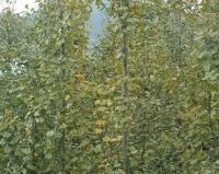 银杏树苗 银杏树苗种植基地[供应]_绿化苗木_世界工厂网中国产品信息库