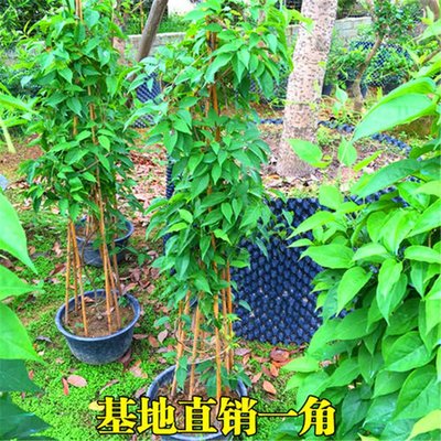 炮仗花苗批发 福建精品炮仗花盆苗 漳州炮仗花种植基地