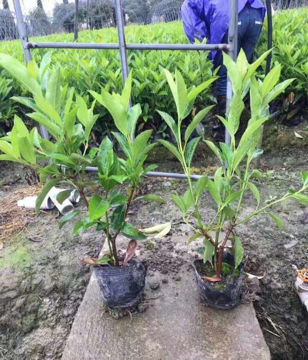 法国冬青什么时候栽植比较好?