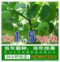 9818核桃苗种植 9818核桃苗技术[供应]_绿化苗木_世界工厂网中国产品信息库