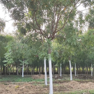 栾树报价,6公分栾树价格,北栾