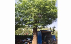 禹州柳树小苗种植基地探访 林源苗木的匠心与绿色坚守