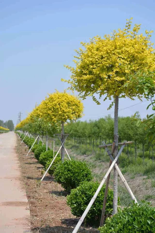 青岛苗协园林专家深入苗木基地 现场指导修剪工作助力苗木种植提质增效