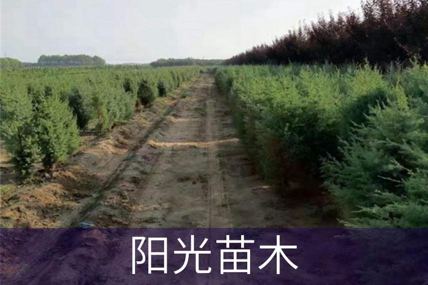 兰州小叶黄杨栽培技术全解析——阳光苗木种植经验分享