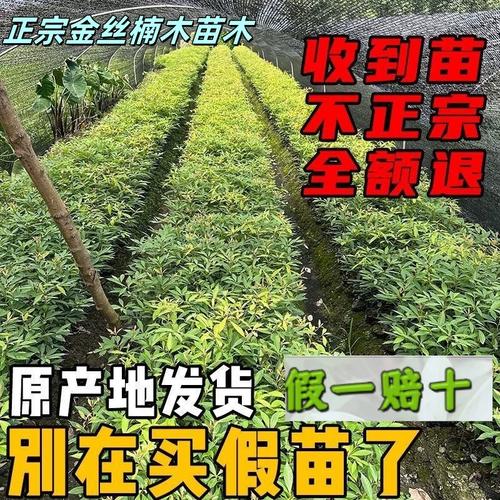 金丝楠木树苗种植指南——小叶桢楠南北方栽培技术与广东苗木发货要点