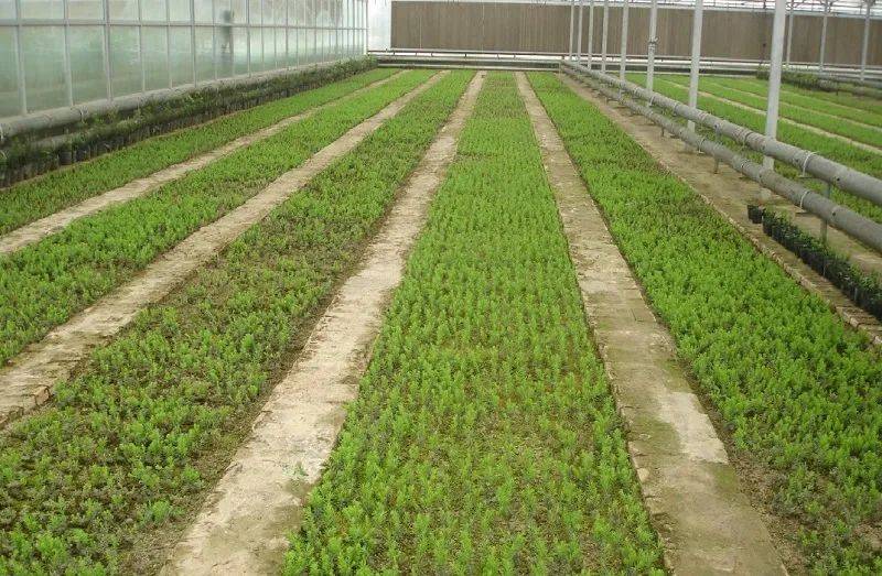 黑格斯曼地亚红豆杉幼苗栽植密度与移栽前苗木处理技术