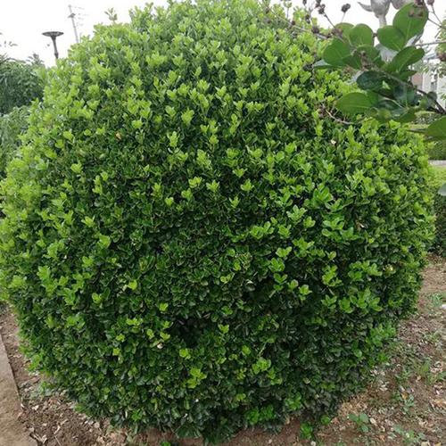 招远市老朋友苗木种植园 扎根沃土，培育绿色希望