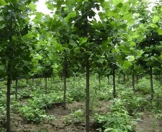 绿化苗木法桐树苗种植基地 从苗木种植到苗木造景的全流程指南