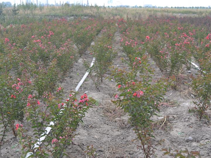 兴茂源苗木粮合作社 最新供应与专业化苗木种植
