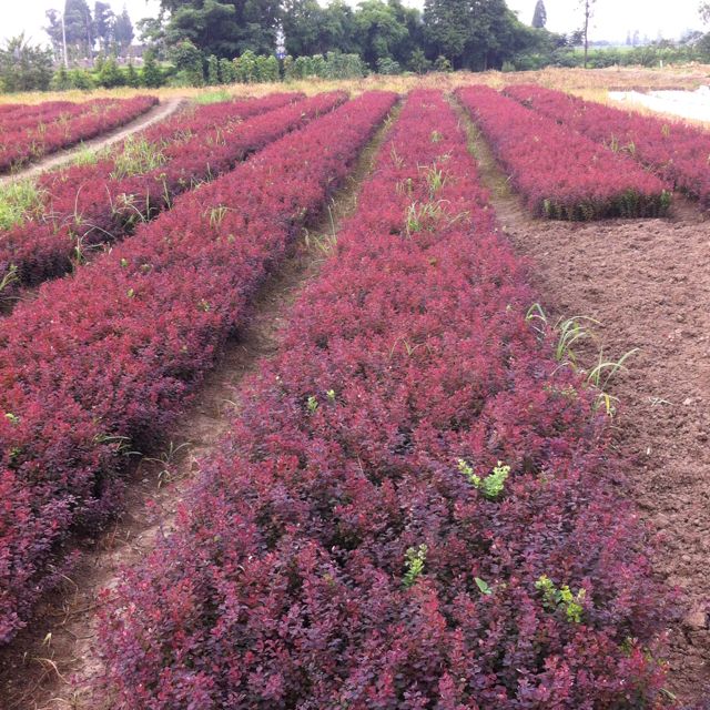 绿意盎然 探访郑州金水区森林苗木种植基地的苗木种植之道